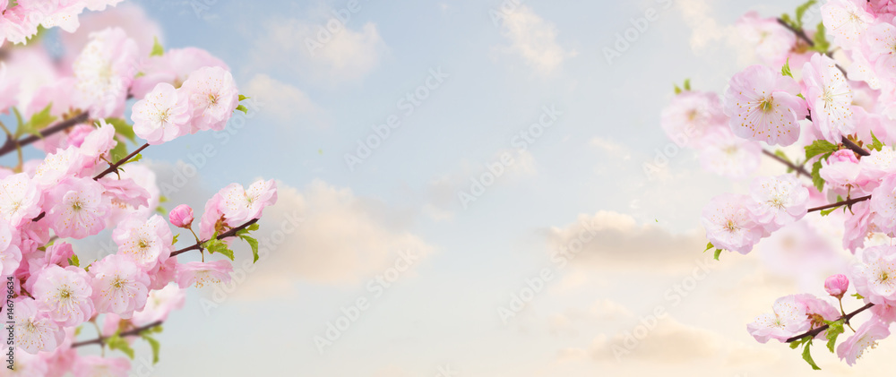 Blossoming tree pink flowers branch on blue sky background banner