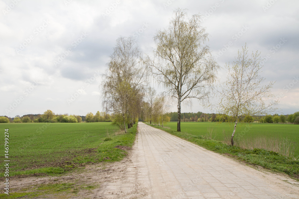 A birch tree lined road among fields