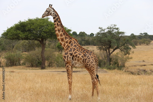 Canvas Print Wild Giraffe