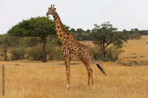 Photography Wild Giraffe