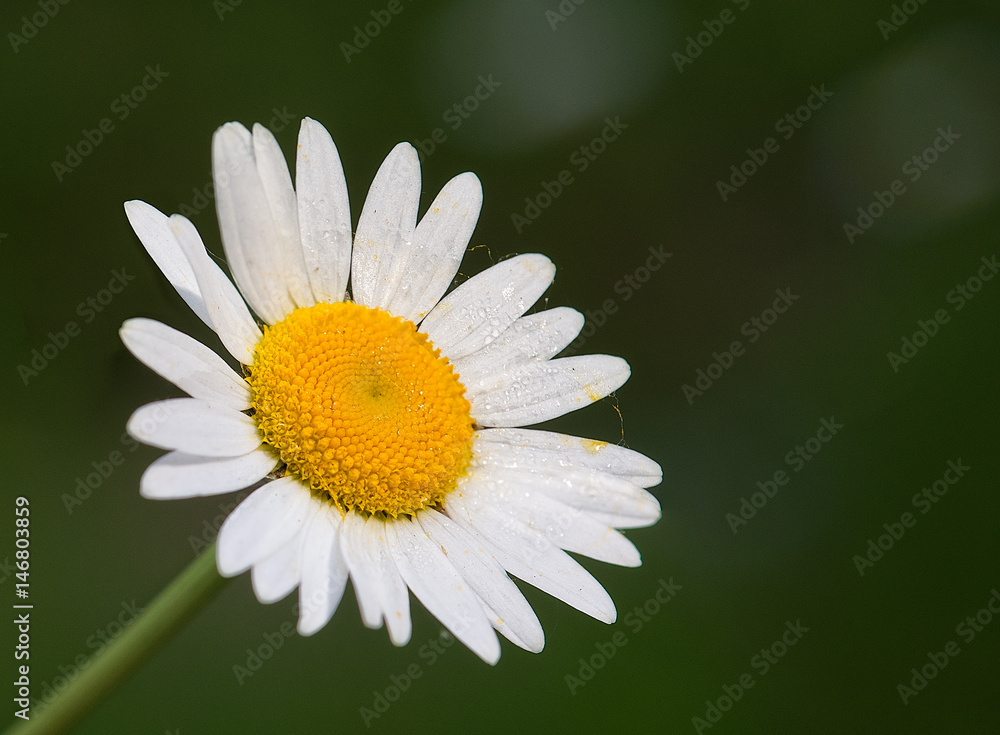 Isolated daisy with dark green background Isolated daisy with dark green background