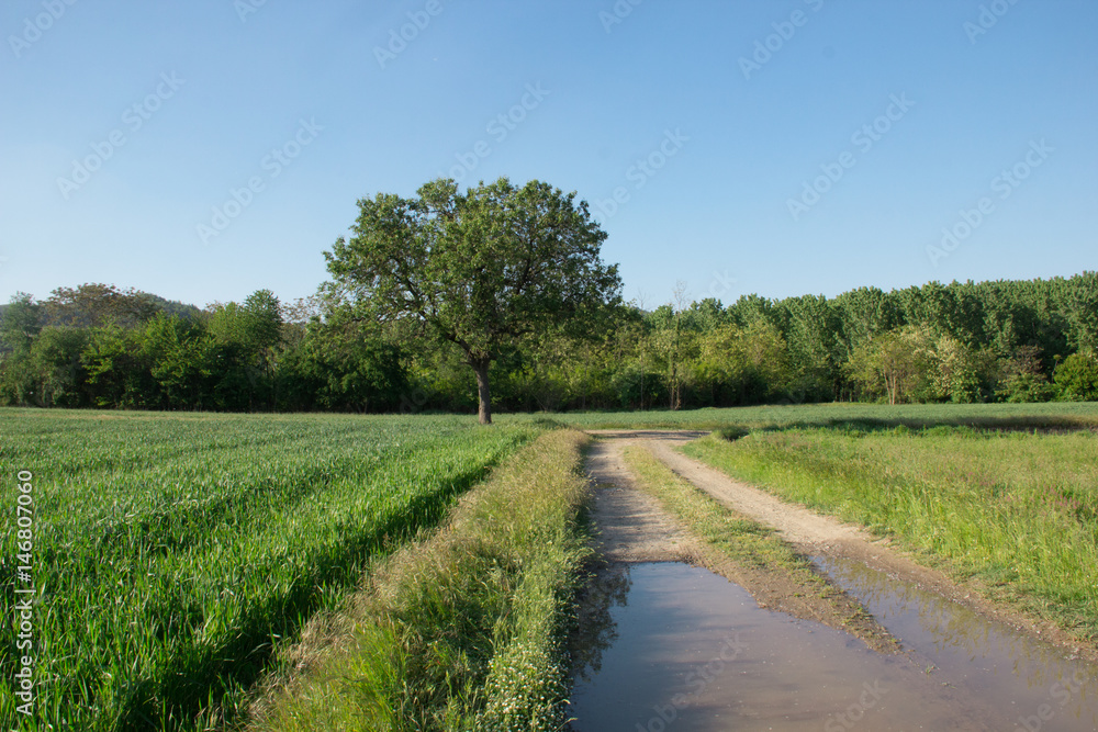 Albero in campagna