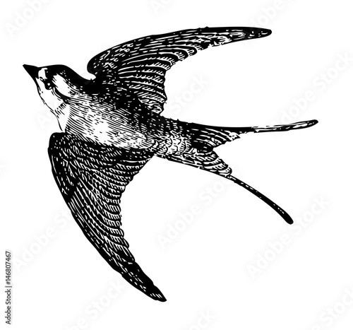 detailed sketch tattoo swallow