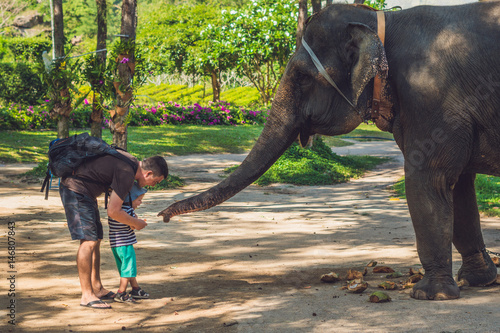 Photography Father and son feed the elephant in the tropics