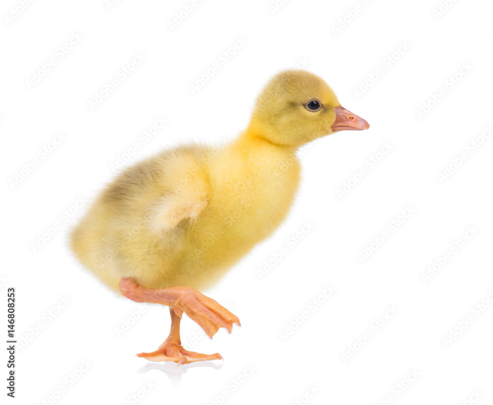 Cute little newborn yellow fluffy gosling. One young goose isolated on a white background. Nice bird. Cute little newborn yellow fluffy gosling. One young goose isolated on a white background. Nice bird.