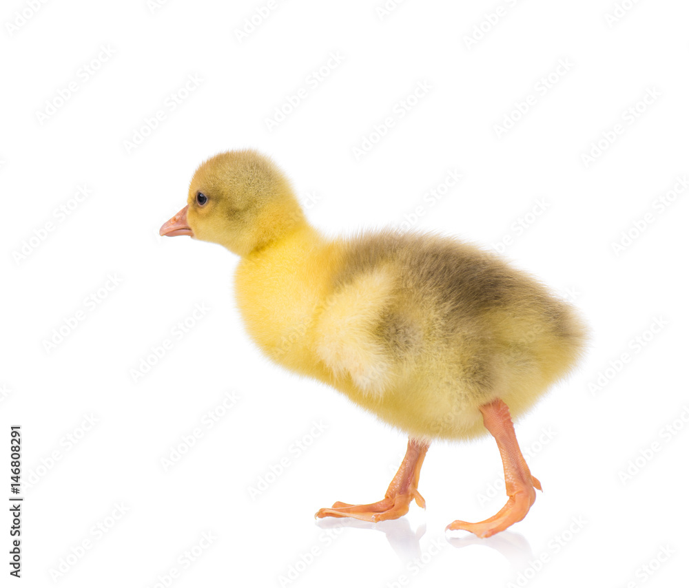 Cute little newborn yellow fluffy gosling. One young goose isolated on a white background. Nice bird. Cute little newborn yellow fluffy gosling. One young goose isolated on a white background. Nice bird.