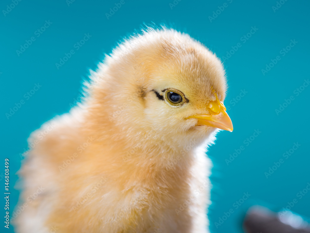 Cute little newborn chicken on blue background. Close up portrait of newly hatched chick on a chicken farm. Cute little newborn chicken on blue background. Close up portrait of newly hatched chick on a chicken farm.