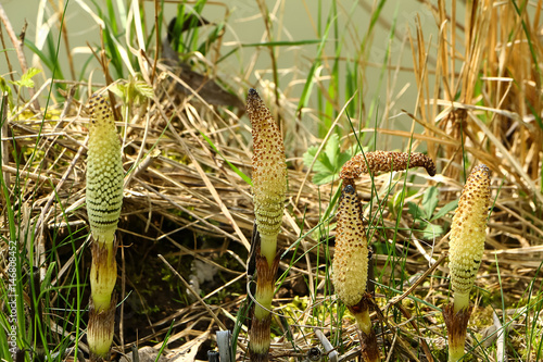 Schachtelhalm, Teichschachtelhalm, Equisetum fluviatile im Frühling photo