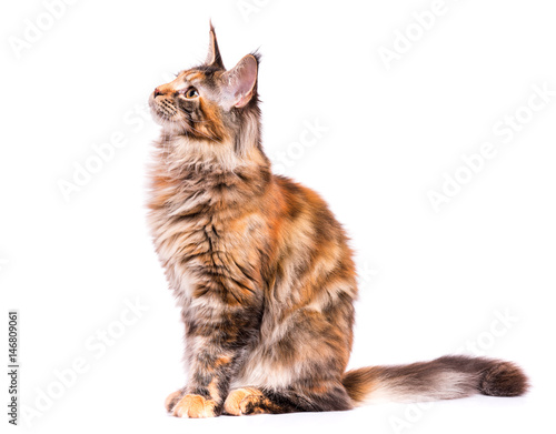 Fototapeta Naklejka Na Ścianę i Meble -  Portrait of domestic tortoiseshell Maine Coon kitten. Fluffy kitty isolated on white background. Adorable curious young cat sitting and looking away.
