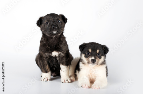 two puppies photo