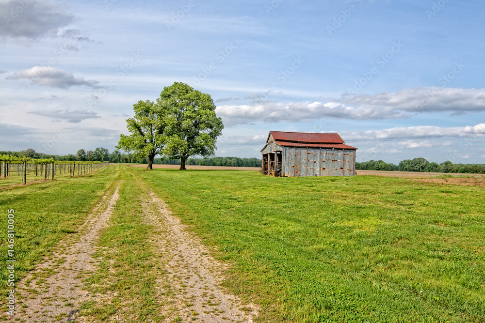 Dirt road along wine vineyard with old rusty top barn Dirt road along wine vineyard with old rusty top barn