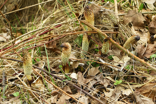 Schachtelhalm, Teichschachtelhalm, Equisetum fluviatile im Frühling photo