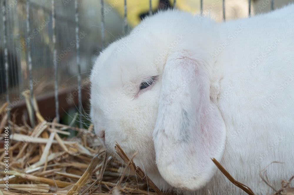 petit lapin bélier en cage Stock Photo | Adobe Stock