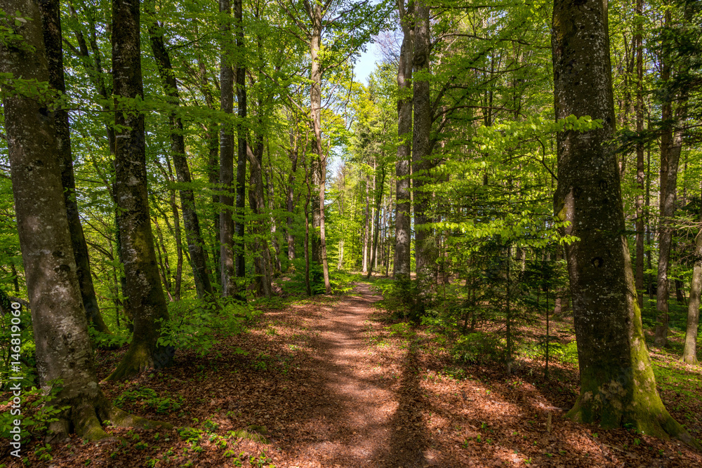 Waldweg mit Rinde