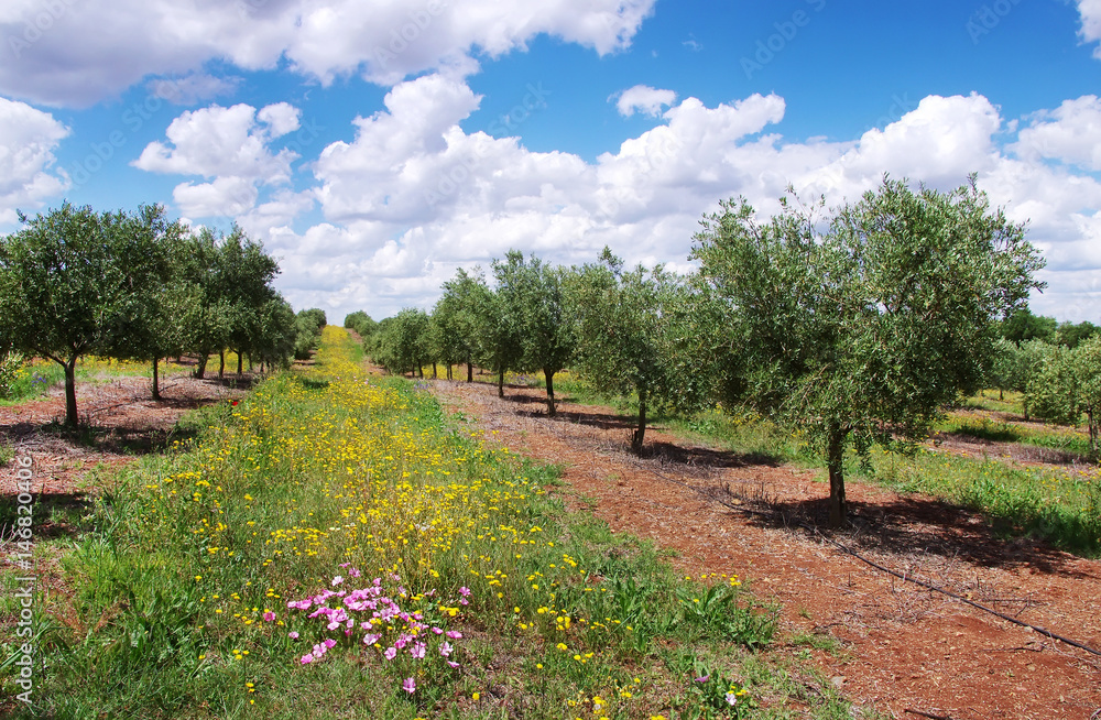 Obraz premium Olives tree at south of Portugal