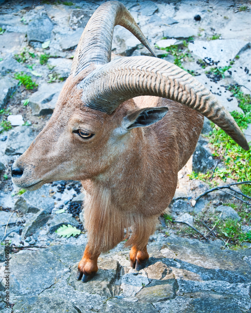 Bucardo Mountain Goat, one extincting species