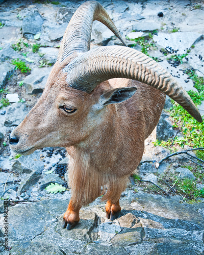 Obraz na płótnie Bucardo Mountain Goat, one extincting species w salonie