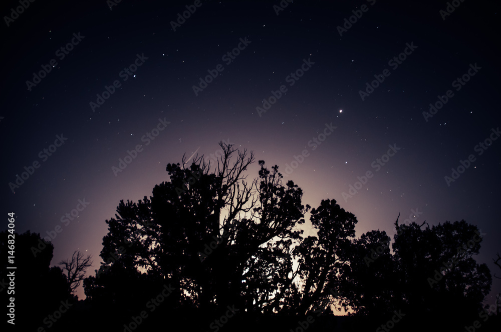Moonrise Juniper Tree Silhouette on Night Sky Moonrise Juniper Tree Silhouette on Night Sky