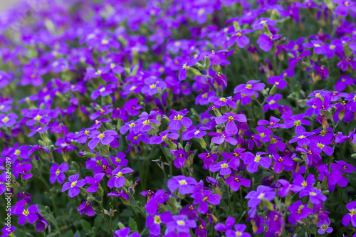 purple violet flowers