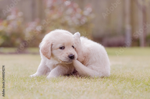 Dreamy pup in cottage garden