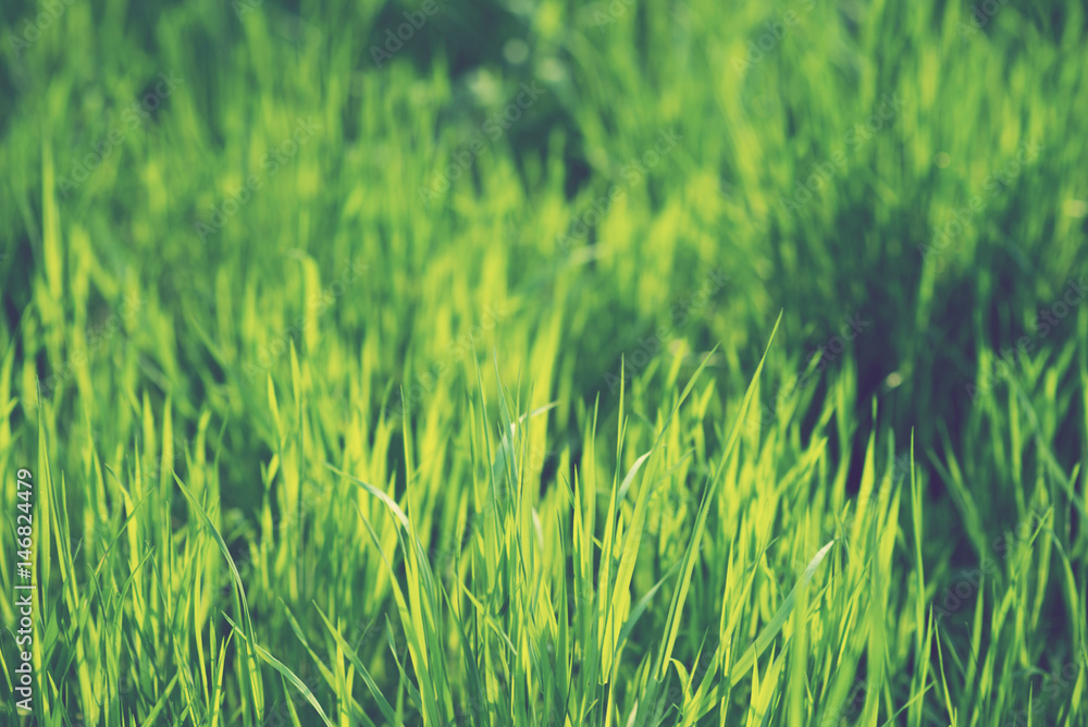 Obraz premium Lush green grass in spring