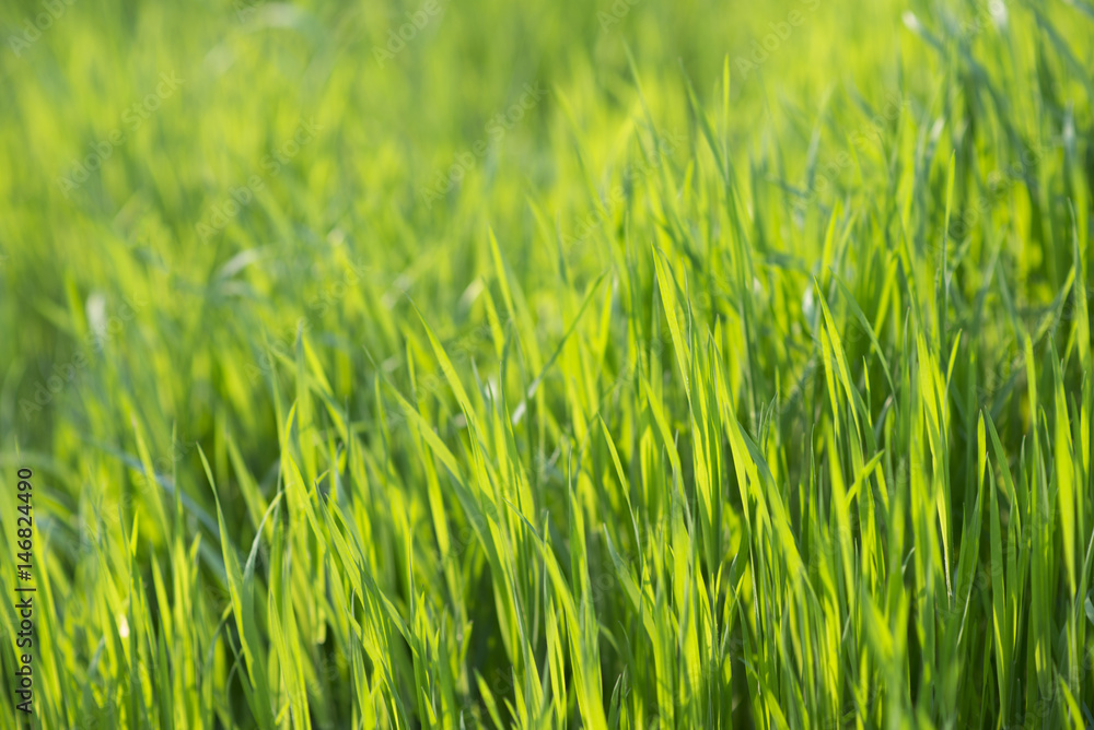 Lush green grass in spring