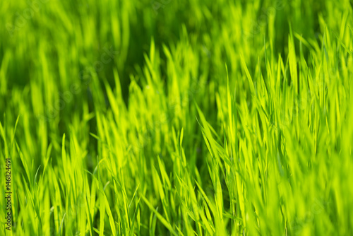 Lush green grass in spring