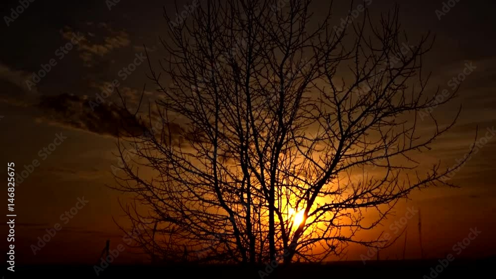 Tree and sunset Tree and sunset