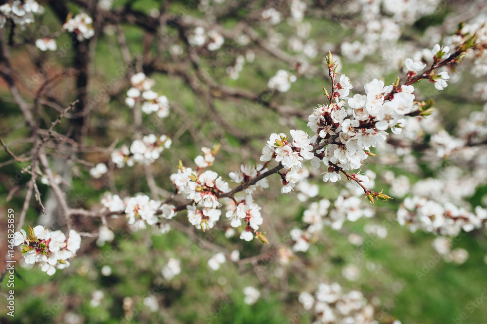 Branches of a blossoming apricot. The tree in April. Branches of a blossoming apricot. The tree in April.