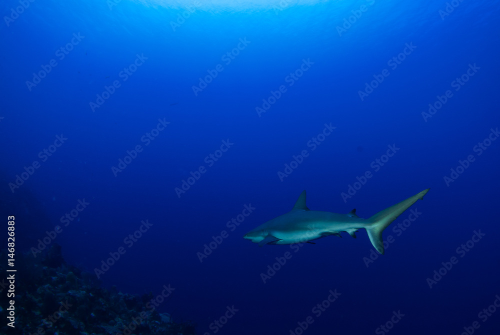 Obraz premium A caribbean reef shark patrols the reef. This predator lives in the tropical warm water and likes to eat other fish. The deep blue ocean is its perfect habitat