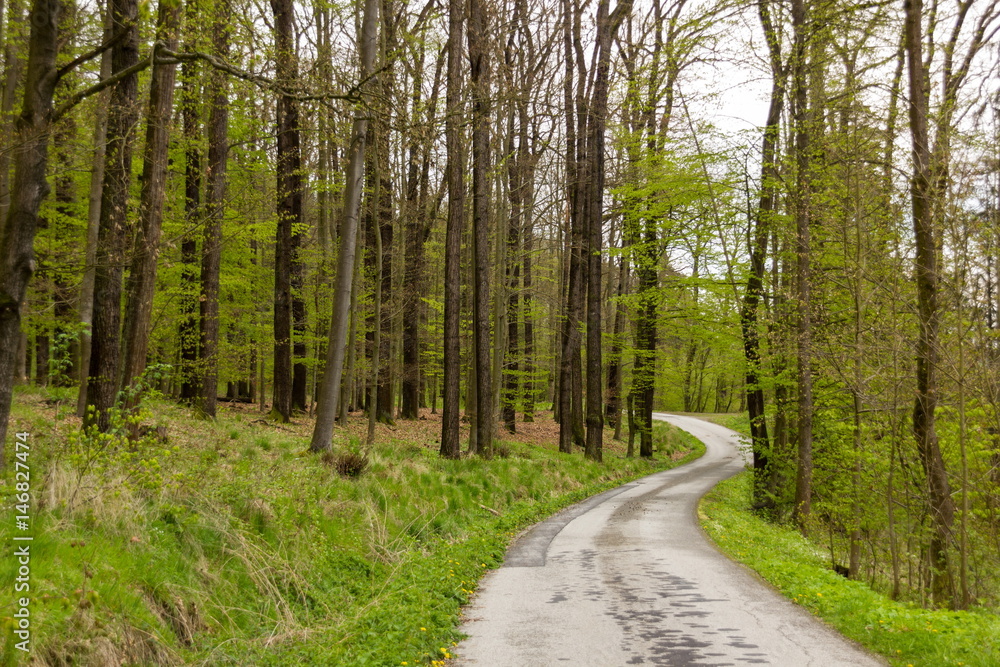 Fototapeta premium Road in spring forest, Czech Republic.