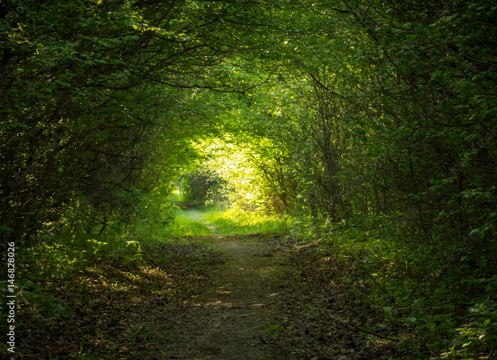 green forest tunnel