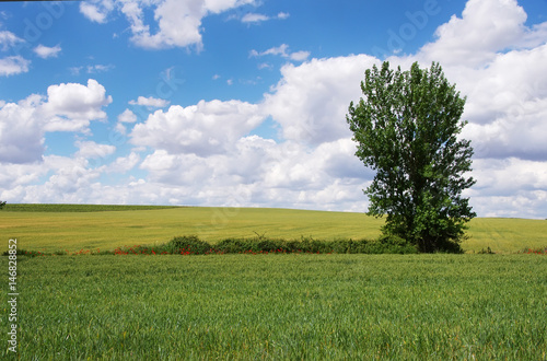 agricultural field with single ash tree and vivid blue sky background