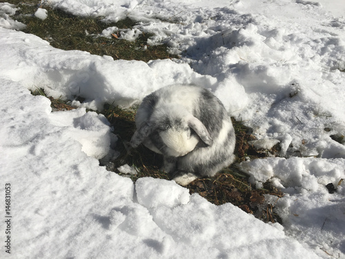 Hase im Schnee