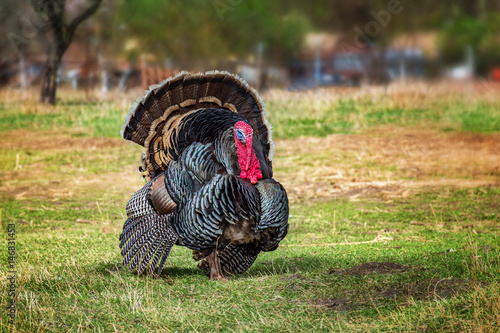Domestic turkey walking in the yard (green grass)