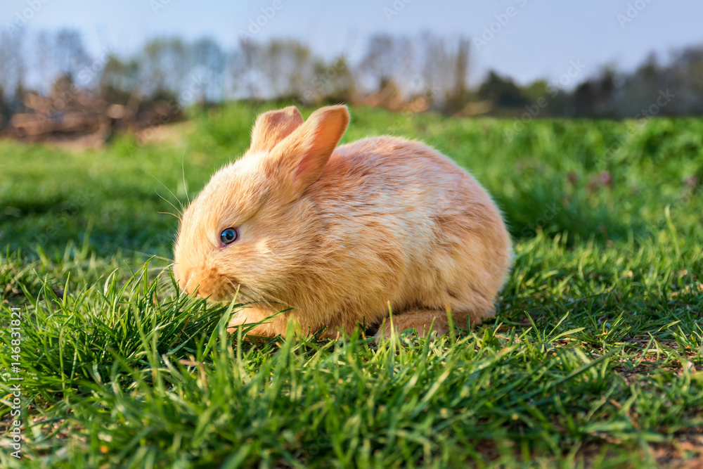 Brown young cute rabbit in the meadow (sunset) Brown young cute rabbit in the meadow (sunset)