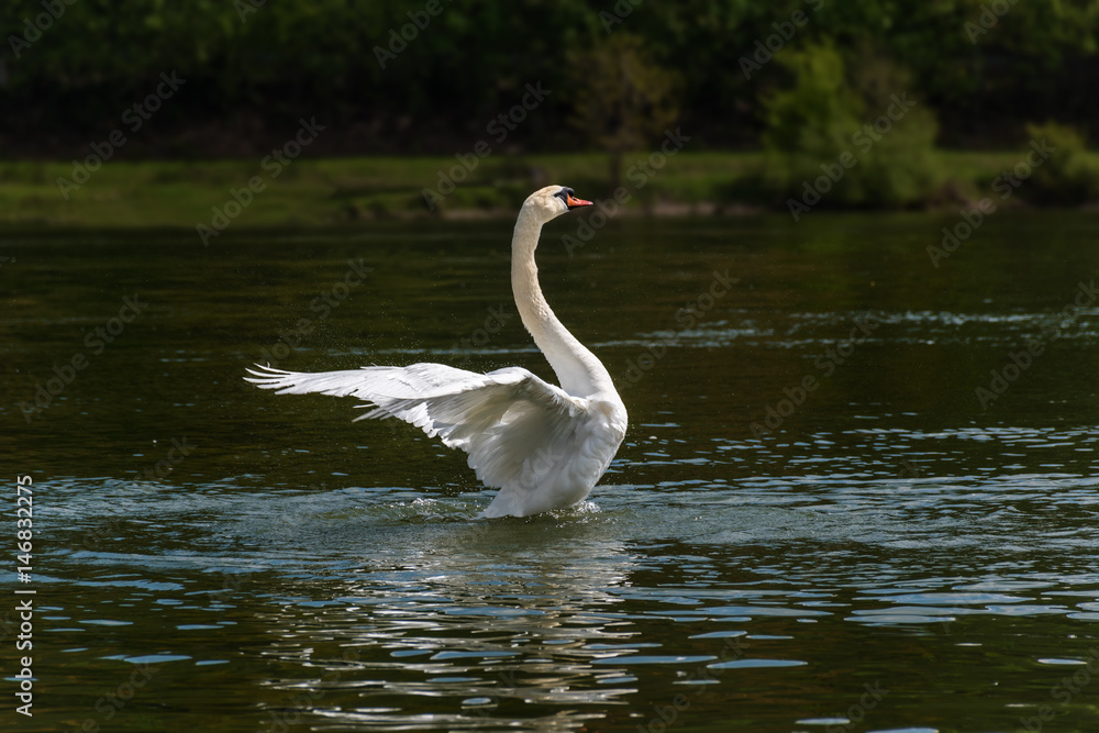 Flying / landing white swan on the Vah River Flying / landing white swan on the Vah River