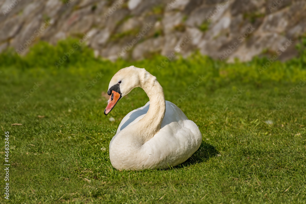 White swan eating and relaxing on the green grass of the riverbank White swan eating and relaxing on the green grass of the riverbank