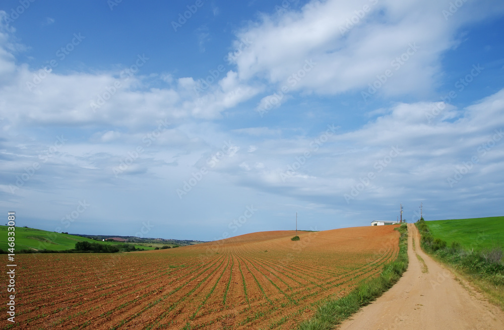 agricultural field at south of Portugal