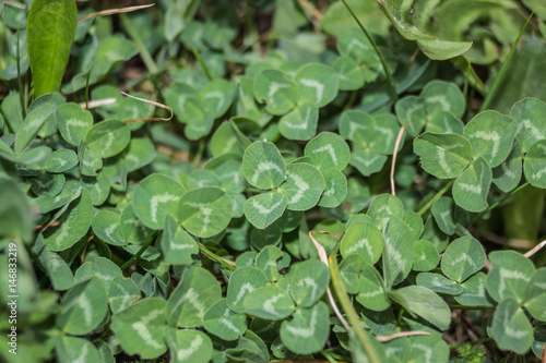Wallpaper Mural Klee Torontodigital.ca
