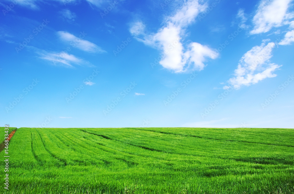green wheat field on a background of the blue sky