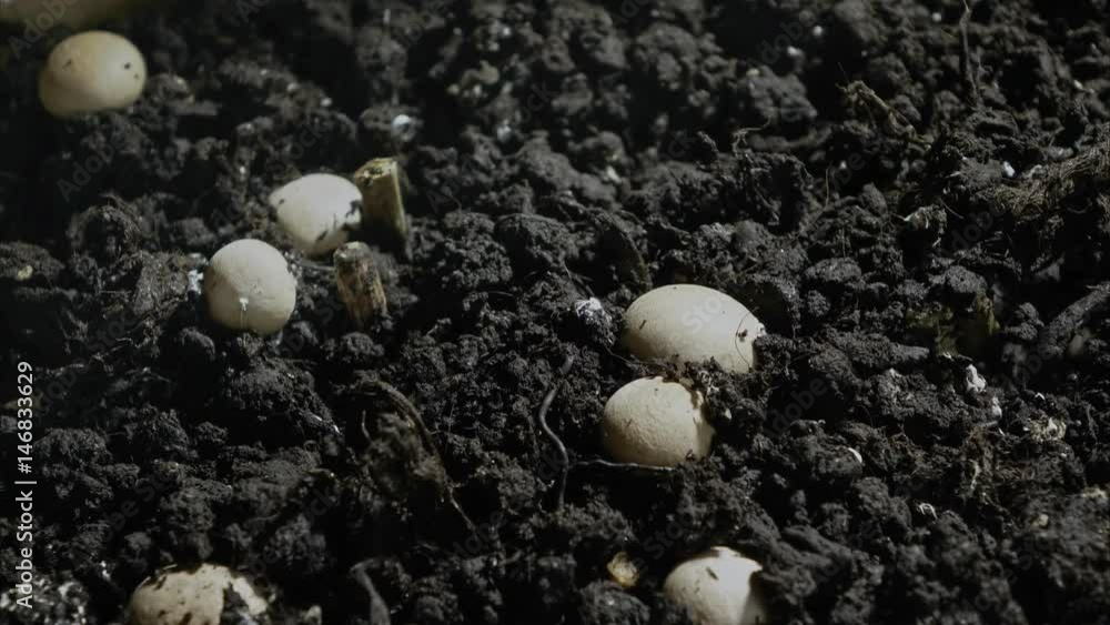 Rapid growth of champignons , 4K time-lapse Rapid growth of champignons , 4K time-lapse