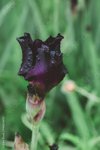 Fototapeta Naklejka Na Ścianę i Meble -  iris