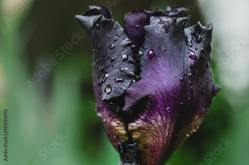 Fototapeta Naklejka Na Ścianę i Meble -  iris