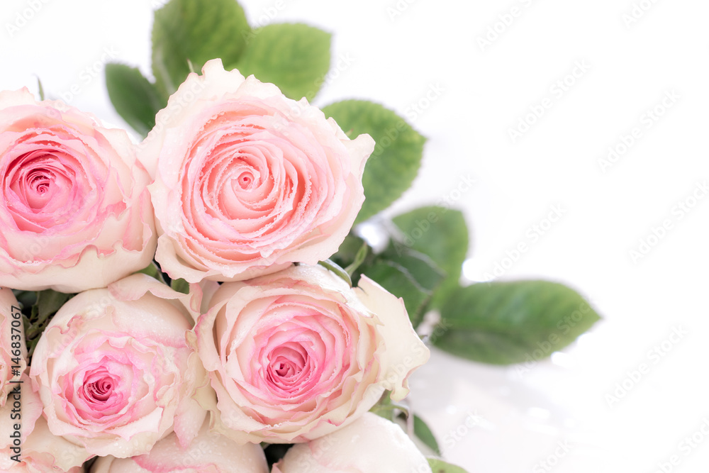 pink roses and water drops. pink roses and water drops.