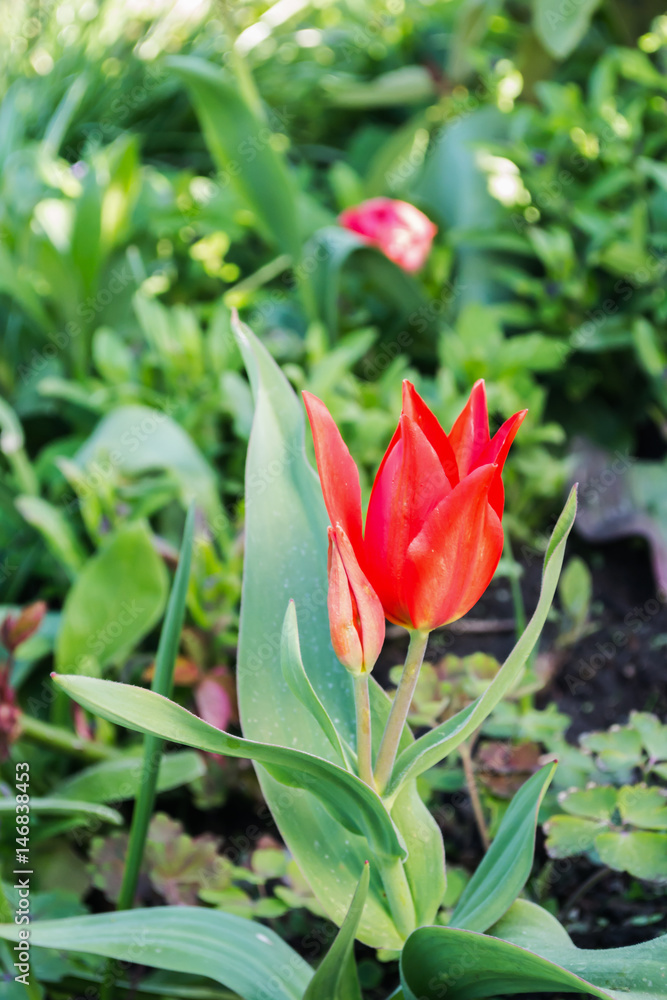 Fototapeta premium Tulip flourish in the garden.