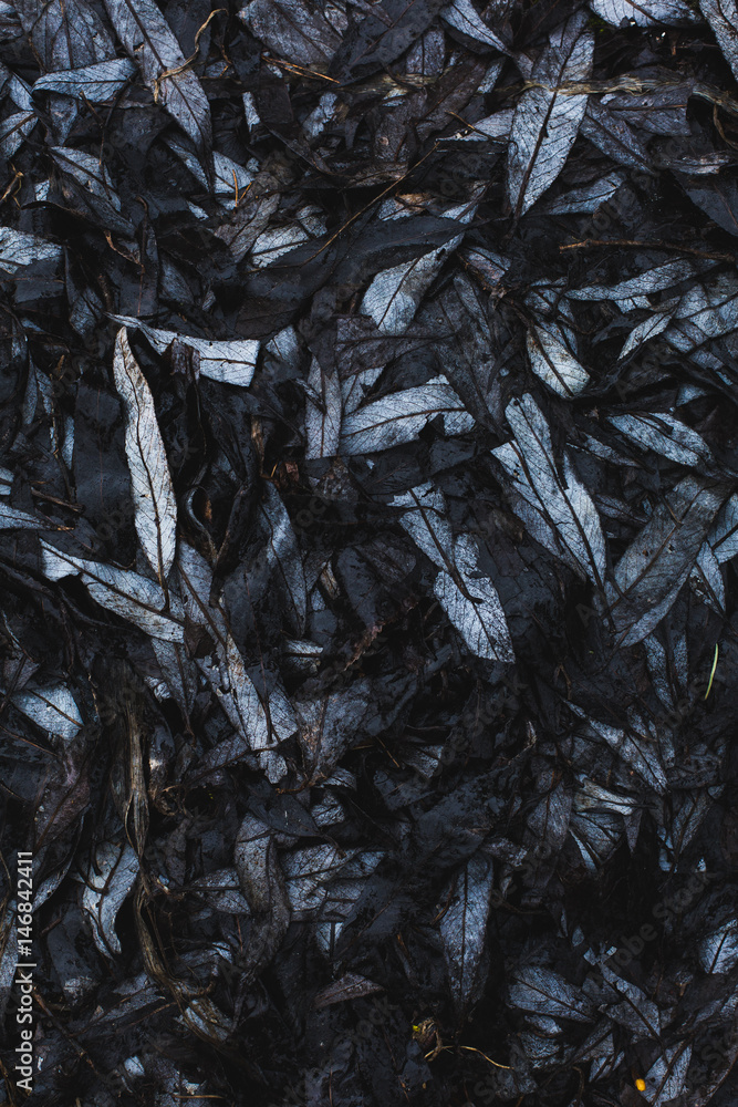 Black willow leaves