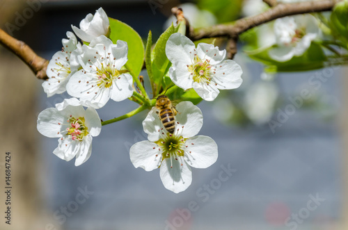 Honey bee collecting nectar on white pear tree blossoms at springtime.