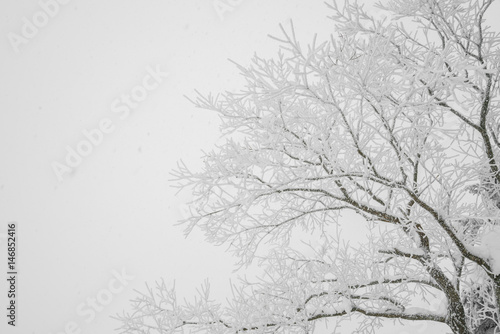 Wallpaper Mural Tree covered with snow  on winter storm day in  forest mountains . Torontodigital.ca