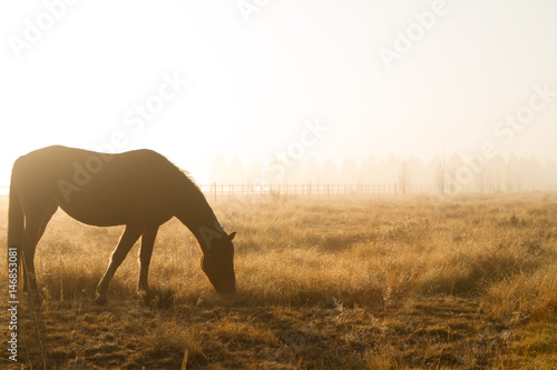 horse early morning